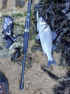 European Bass (Seabass)