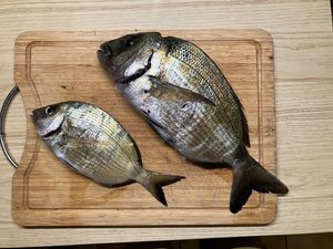 White Seabream
