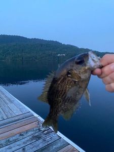 Rock Bass