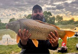 Common Carp