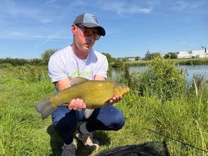 Tench