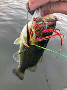 Largemouth Bass