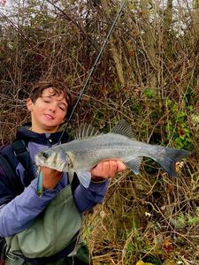 European Bass (Seabass)