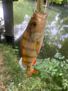 European Perch