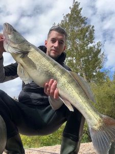 Zander