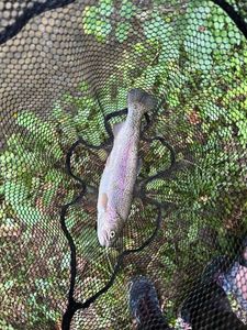 Rainbow Trout