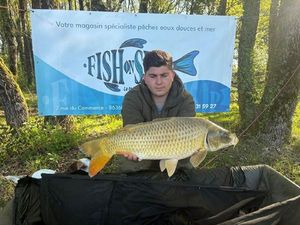 Common Carp
