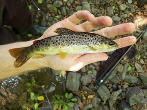 Brown Trout