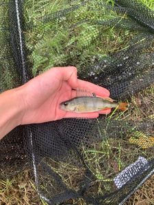 Yellow Perch
