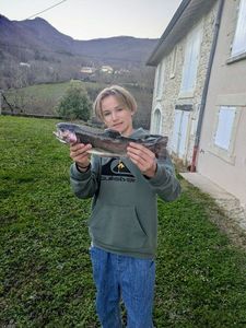 Rainbow Trout
