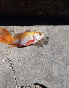 Goldfish