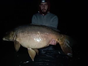 Mirror Carp