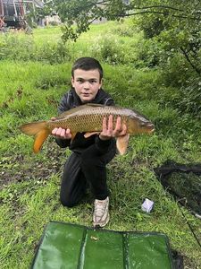 Common Carp