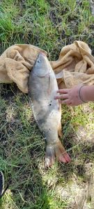 Mirror Carp