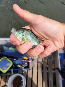 Green Sunfish