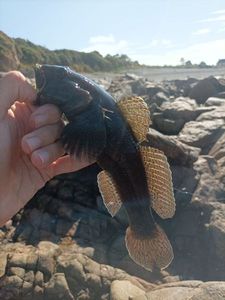 Giant Goby