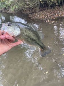 Largemouth Bass