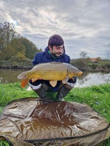 Common Carp
