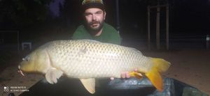 Common Carp