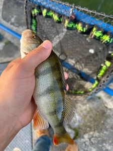 European Perch