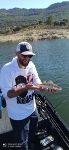 Zander