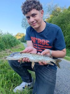 Northern Pike