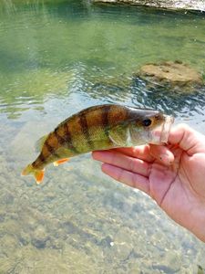 European Perch