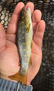 Brown Trout