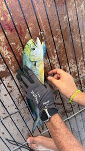 Dolphinfish