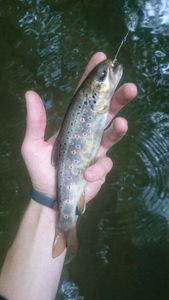 Brown Trout