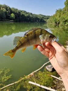 European Perch