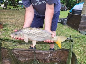 Common Carp