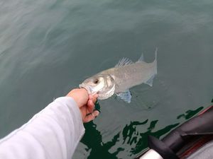 European Bass (Seabass)