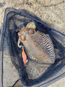 Common Cuttlefish