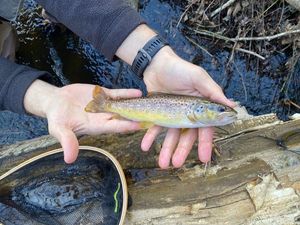 Brown Trout