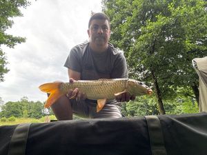 Common Carp