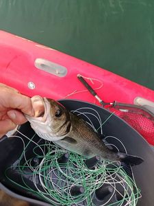 European Bass (Seabass)