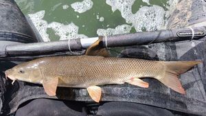 Barbel