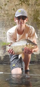 Crucian Carp