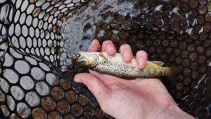 Brown Trout