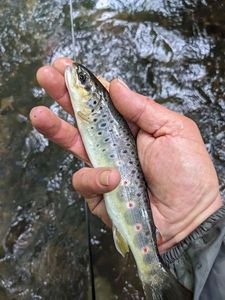 Brown Trout