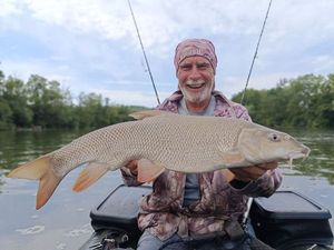 Barbel