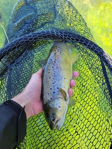 Brown Trout