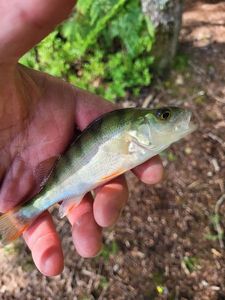 European Perch