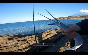 Garfish