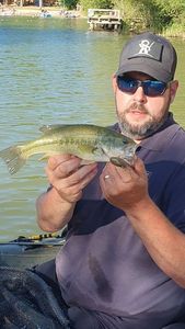 Largemouth Bass