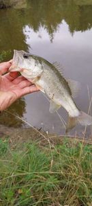 Largemouth Bass