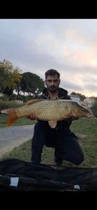 Common Carp