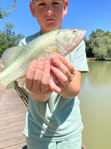 White bream
