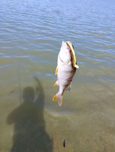 European Perch